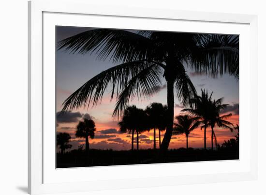 Pre Dawn Tropical Trees-Robert Goldwitz-Framed Photographic Print