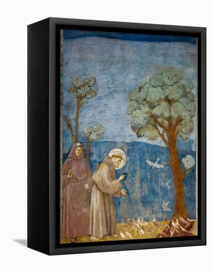 Preaching to the Birds-Giotto di Bondone-Framed Stretched Canvas