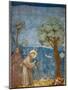 Preaching to the Birds-Giotto di Bondone-Mounted Art Print