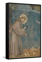 Preaching to the Birds-Giotto di Bondone-Framed Stretched Canvas