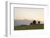 Prealps Landscape at Sunset, Fussen, Ostallgau, Allgau, Allgau Alps, Bavaria, Germany, Europe-Markus Lange-Framed Photographic Print