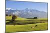 Prealps Landscape with a Cottage and Cows-Markus Lange-Mounted Photographic Print