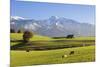 Prealps Landscape with a Cottage and Cows-Markus Lange-Mounted Photographic Print