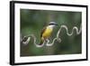 Precarious Perch - Hold-Staffan Widstrand-Framed Giclee Print