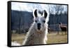 Precious Alpaca Face-Bill C-Framed Stretched Canvas