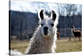 Precious Alpaca Face-Bill C-Stretched Canvas