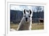 Precious Alpaca Face-Bill C-Framed Photographic Print