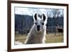 Precious Alpaca Face-Bill C-Framed Photographic Print