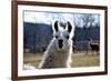 Precious Alpaca Face-Bill C-Framed Photographic Print