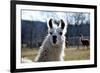 Precious Alpaca Face-Bill C-Framed Photographic Print