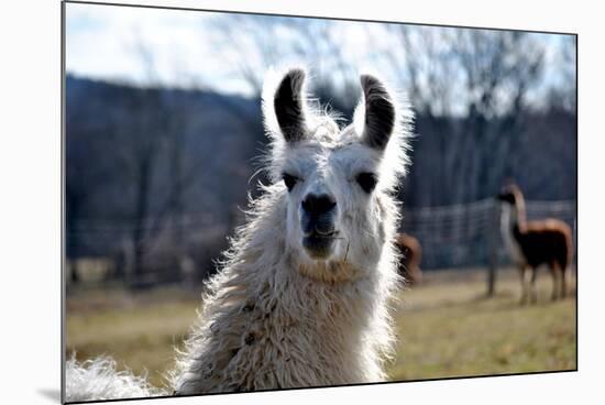 Precious Alpaca Face-Bill C-Mounted Photographic Print