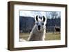 Precious Alpaca Face-Bill C-Framed Photographic Print