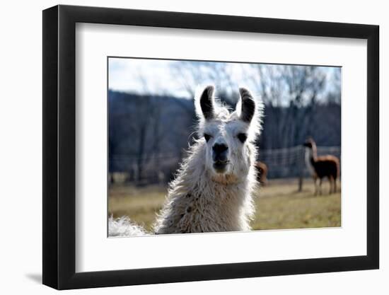 Precious Alpaca Face-Bill C-Framed Photographic Print