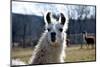 Precious Alpaca Face-Bill C-Mounted Photographic Print