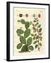 Precious Insects-null-Framed Giclee Print