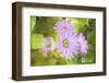 Precious Moments-Viviane Fedieu Daniel-Framed Photographic Print