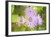 Precious Moments-Viviane Fedieu Daniel-Framed Photographic Print