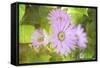 Precious Moments-Viviane Fedieu Daniel-Framed Stretched Canvas