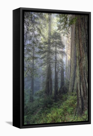 Precious Redwood Forest, California Coast-Vincent James-Framed Stretched Canvas