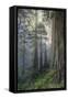 Precious Redwood Forest, California Coast-Vincent James-Framed Stretched Canvas