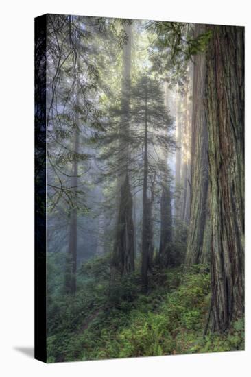 Precious Redwood Forest, California Coast-Vincent James-Stretched Canvas