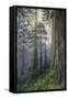 Precious Redwood Forest, California Coast-Vincent James-Framed Stretched Canvas