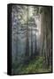 Precious Redwood Forest, California Coast-Vincent James-Framed Stretched Canvas