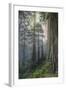 Precious Redwood Forest, California Coast-Vincent James-Framed Premium Photographic Print