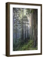 Precious Redwood Forest, California Coast-Vincent James-Framed Photographic Print