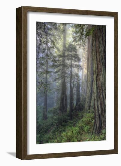 Precious Redwood Forest, California Coast-Vincent James-Framed Photographic Print