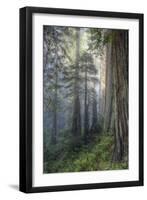 Precious Redwood Forest, California Coast-Vincent James-Framed Photographic Print