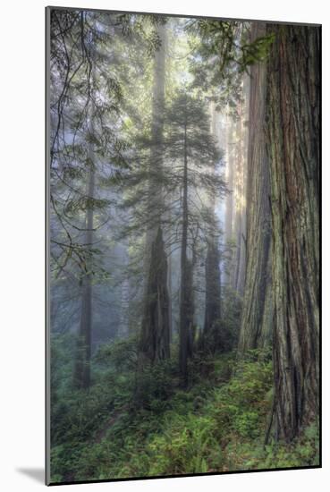 Precious Redwood Forest, California Coast-Vincent James-Mounted Photographic Print