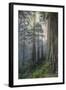 Precious Redwood Forest, California Coast-Vincent James-Framed Photographic Print