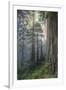 Precious Redwood Forest, California Coast-Vincent James-Framed Photographic Print