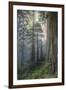 Precious Redwood Forest, California Coast-Vincent James-Framed Photographic Print