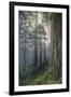 Precious Redwood Forest, California Coast-Vincent James-Framed Photographic Print