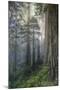 Precious Redwood Forest, California Coast-Vincent James-Mounted Photographic Print