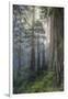 Precious Redwood Forest, California Coast-Vincent James-Framed Photographic Print