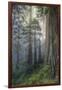 Precious Redwood Forest, California Coast-Vincent James-Framed Photographic Print