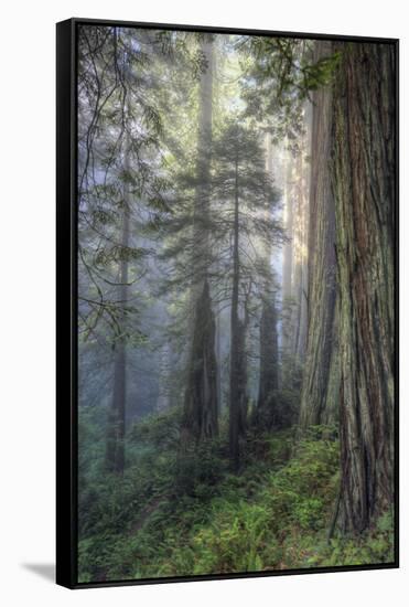 Precious Redwood Forest, California Coast-Vincent James-Framed Stretched Canvas