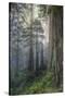 Precious Redwood Forest, California Coast-Vincent James-Stretched Canvas