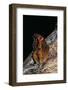 Precis Andremiaja (Commodore Butterfly)-Paul Starosta-Framed Photographic Print