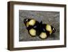 Precis Hierta (Yellow Pansy Butterfly)-Paul Starosta-Framed Photographic Print