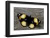 Precis Hierta (Yellow Pansy Butterfly)-Paul Starosta-Framed Photographic Print