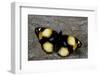 Precis Hierta (Yellow Pansy Butterfly)-Paul Starosta-Framed Photographic Print