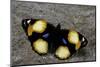 Precis Hierta (Yellow Pansy Butterfly)-Paul Starosta-Mounted Photographic Print