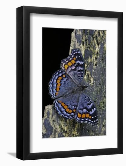 Precis Octavia (Gaudy Commodore) - Winter Form-Paul Starosta-Framed Photographic Print