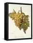 Precoce De Malingre Grape-A. Kreyder-Framed Stretched Canvas