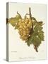 Precoce De Malingre Grape-A. Kreyder-Stretched Canvas