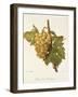 Precoce De Malingre Grape-A. Kreyder-Framed Giclee Print